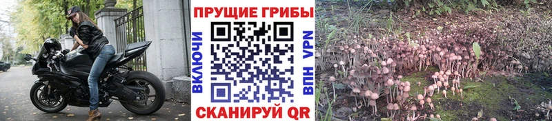 Псилоцибиновые грибы прущие грибы  Купить где  Анжеро-Судженск 